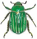 Chrysina gloriosa