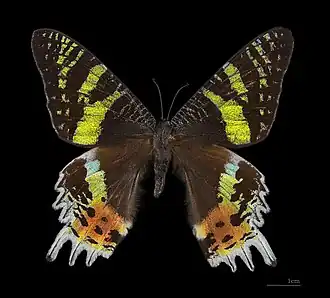 Fotografia de Chrysiridia rhipheus, vista superior; a Rainha-de-Madagáscar.