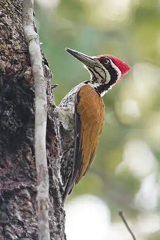 Macho no Parque Nacional de Kaeng Krachan, Tailândia