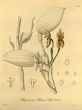 Chrysocycnis schlimii