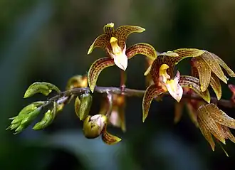 Chrysoglossum ornatum