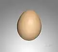 Um ovo de cor "branco-creme" ou "pessego".