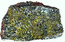 Chrysothrix candelaris, membro dos Chrysothricaceae.