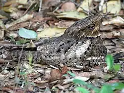 Antrostomus carolinensis