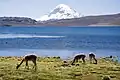 Lago Chungará e o vulcão Sajama aos fundos.
