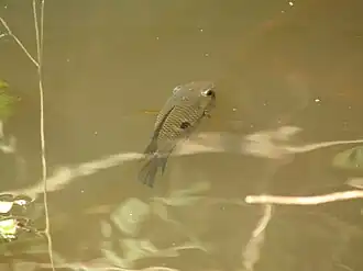 Indivíduo avistado em Iguatu, no Ceará