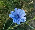 Cichorium Intybus Almeirão