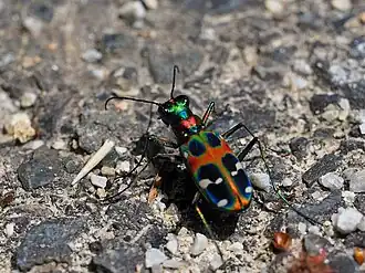 Fotografia do Cicindelinae da espécie Cicindela chinensis, subespécie japonica; em Kansai, Japão; mas também encontrada na China e na Coreia.[1]