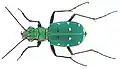 Fotografia de Cicindela campestris, um Cicindelinae encontrado na Europa.[11]