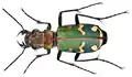 Fotografia de Cicindela soluta, um Cicindelinae encontrado na Europa.