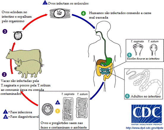 Ciclo Taenia sollium e Taenia saginata