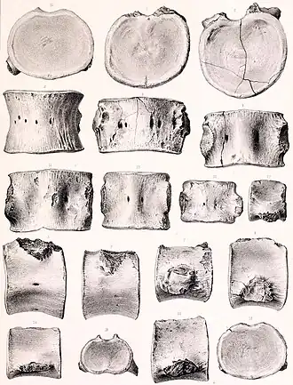 Vértebras de Cimoliasaurus magnus