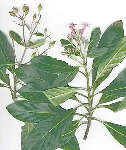 Cinchona calisaya.
