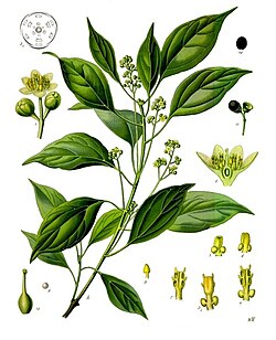 Cinnamomum camphora (L.) J.Presl