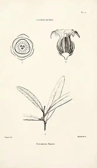 Cinnamosma fragrans (gravura original de Henri Ernest Baillon, in Adansonia 7, pl 5, 1867).