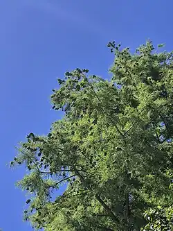 Taxodium distichum cultivado no Rio Grande do Sul