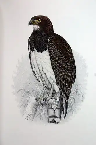 Gravura de Circaetus pectoralis