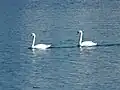 Cisnes na Ria do Burgo