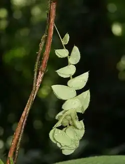 Cissampelos tropaeolifolia