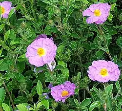 Cistus creticus 'Lasithi'