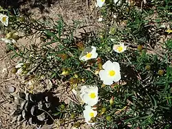 Cistus libanotis na costa de Cádis