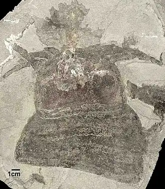 Espécime fóssil de Ciurcopterus ventricosus