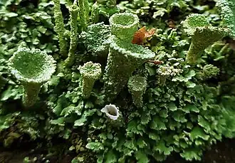 tubos grossos com topos largos e em forma de xícara que se elevam de um monte de folhas pequenas e verdes