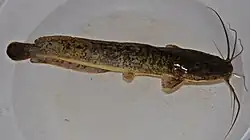 Clarias gariepinus.