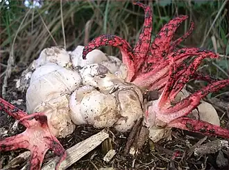Ovos de Clathrus archeri suberumpentes