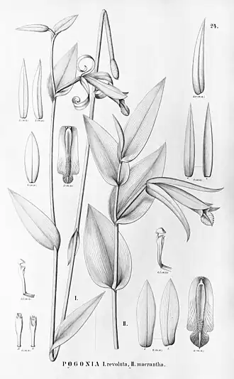 Cleistes macrantha (fig. II)