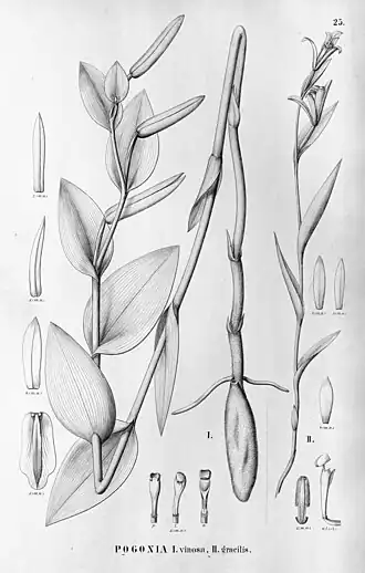 Cleistes vinosa (fig. I)