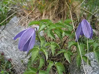 Atragene alpina (Clematis alpina)