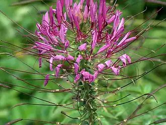 Cleome spinosa