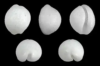 Cinco vistas da concha de Cleotrivia brevissima (G. B. Sowerby II, 1870), encontrada no golfo de Aqaba, oceano Índico.[1]