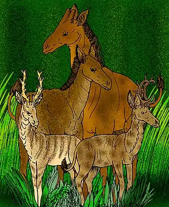 Comparação de Palaeotragus (centro) com Climacoceras