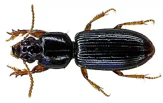 Fotografia de Carabidae Scaritinae, Clivina fossor.