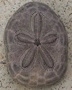 Clypeaster reticulatus