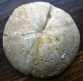 Fóssil de Clypeus plotii (Cassiduloida).