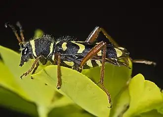Clytus arietis