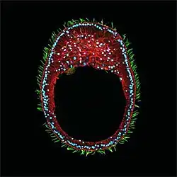 Planula. Imagem que mostra a gastrulação por ingressão desde um pólo em uma larva planula de cnidários.