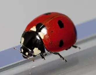 Joaninha a exibir o seu corpo semiesférico, típico da família Coccinellidae.