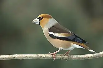 Bico-grossudo (Coccothraustes coccothraustes), uma espécie holártica