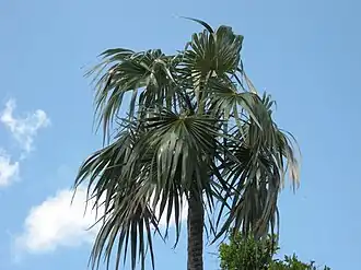 Coccothrinax argentata, Bahia Honda Key, condado de Monroe, Flórida