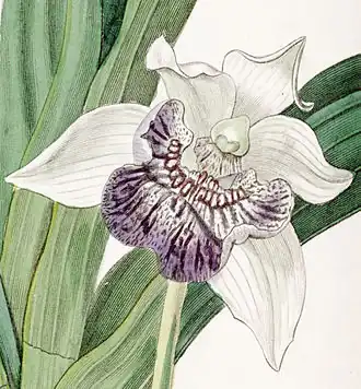 Cochleanthes flabelliformi