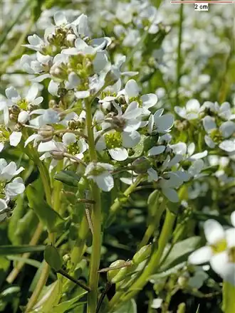 Cochlearia anglica