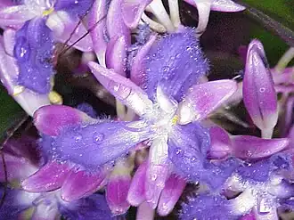 Cochliostema relutinum