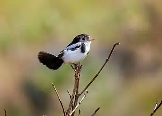 Alectrurus tricolor