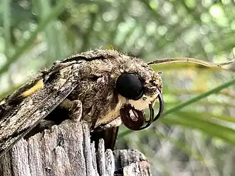 Indivíduo avistado em Rincão, em Porto Rico