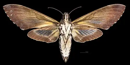 Fêmea, lado ventral