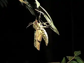 Indivíduo avistado em Mambaí, em Goiás, no Brasil